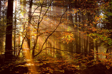 Fototapeta premium autumn forest in the sun. rays of the sun in the morning forest.
