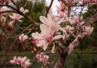Magnolia. Sakura. Pink flowers. Blooming trees. Spring. Summer.