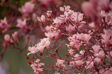 Obraz premium Magnolia. Sakura. Pink flowers. Blooming trees. Spring. Summer.