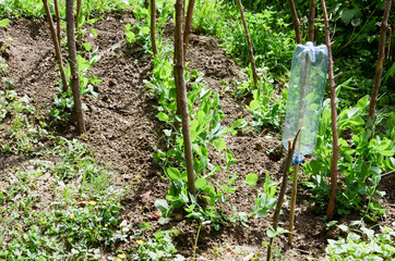 Obraz premium Erbsenanbau