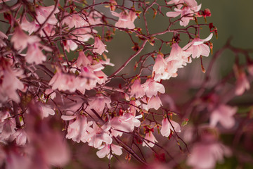 Magnolia. Sakura. Pink flowers. Blooming trees. Spring. Summer.