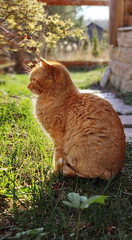 Cute ginger cat sits in profile on the path backlit by a bright yellow sunset in the spring garden. Close-up.