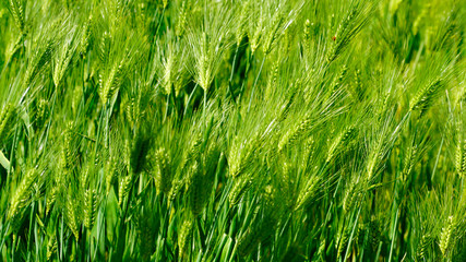 Green barley in early May