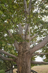 Big old plane tree