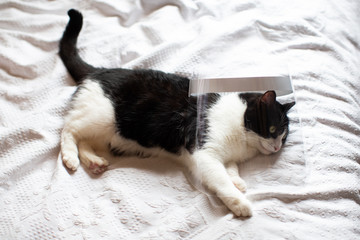 animal protection in pandemic Covid time