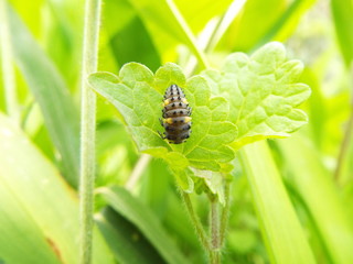 ナナホシテントウ 幼虫 larve of ladybug