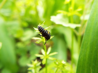 ナナホシテントウ 幼虫 larve of ladybug