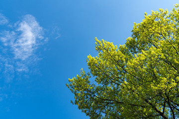 Huge red oak Quercus rubra at sunset against the blue sky. On the branches of the oak are young...