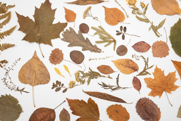 Fototapeta na wymiar Pressed Dried Herbarium of Various Plants on White Background
