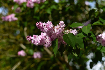 pink and white flowers