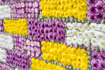 Fototapeta na wymiar Fresh flower background, colorful flower wall, spring or summer season, wall decoration