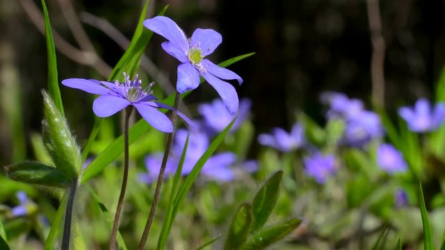 Flowers of Anemone hepatica (liverwort) at spring.