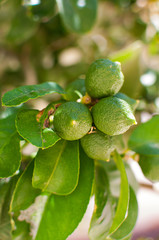 Fresh juicy limes growing on a tree