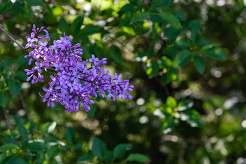 Obraz premium Selective focus. Violet inflorescences on branch of lilac. Spring flowering of pink-purple lilac. Close-up. Nature concept for design.