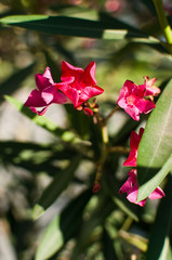 Tropical red flowers on the street. Cypriot plants