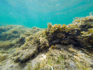 Underwater view of seaweeds in Alghero shore