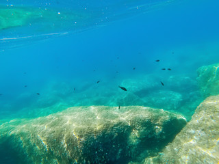 Fototapeta na wymiar Fish in Alghero rocky shore in summer