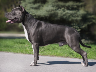 American Staffordshire Terrier in the garden on the on the sidewalk Portrait of a dog's exhibition stand