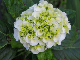 Close up of white and pale blue hydrangea flower.
