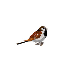 Blue and gray tit illustration. Bird, small, beautiful. Nature life concept. illustration can be used for topics like nature, animal world, encyclopedia
