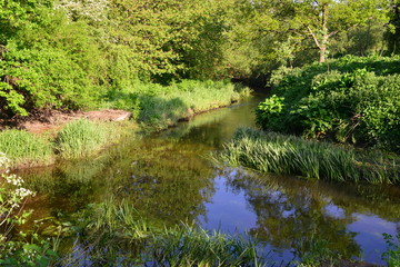 The River Mole early in the morning in Spring 2020.