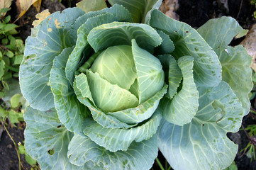 Large leaves of cabbage in the field