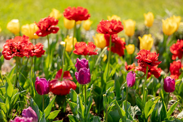Multi-colored tulips on the bed. Festival of tulips.