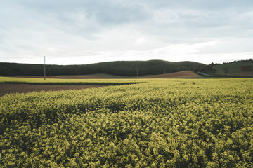 Landscape photography - Beautiful colza field