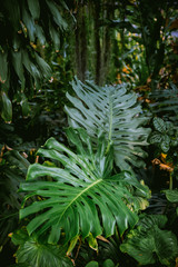 Monstera leaves in jungle. Swiss cheese plant or monstera deliciosa growing wild in rainforest. Tropical green foliage background