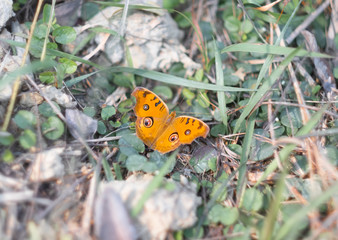 Peacock pansy butterfly