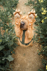 Cute shar pei puppy