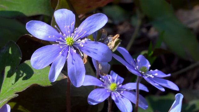 Flowers of Anemone hepatica (liverwort) at spring.