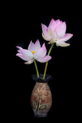 Beautiful pink lotus flower in a vase Isolated on a black background