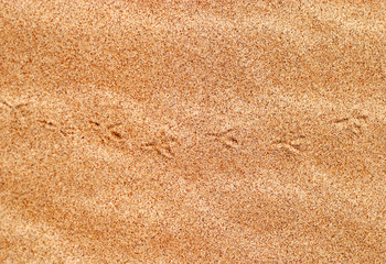 small bird footprints in the sand