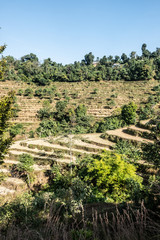 Fototapeta na wymiar Rice field in Nepal