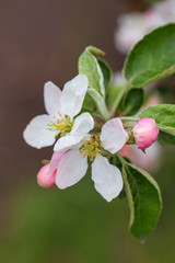 Obraz na płótnie Canvas pink and white apple tree flowers on a branch