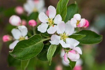 Fototapeta premium pink and white apple tree flowers on a branch