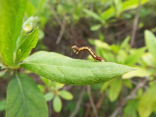チャバネフユエダシャク 幼虫 larva of moth