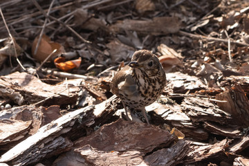 Red wing, song thrush, Turdus iliacus on a background of dry leaves