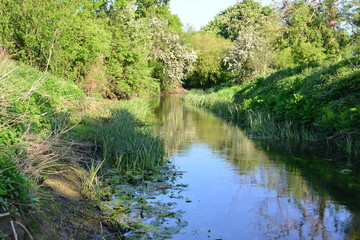 The River Mole early in the morning in Spring 2020.