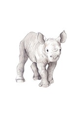 Naklejka na ściany i meble Cute Baby Rhino Calf Standing