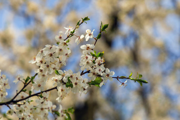 Obraz premium Spring the flowering cherry plum