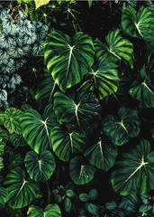 Lush foliage background. Green plant wall design of tropical leaves (aroid plants, philodendron, epiphytes or ferns). Dark green plants growing in rainforest in tropical climate