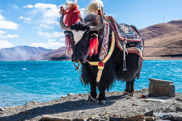 Fototapeta na wymiar traditional Yak at Lake Namtso in Tibet, China