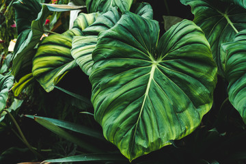 Close up of giant Philodendron pastazanum leaves in cloud forest growing wild in tropical...