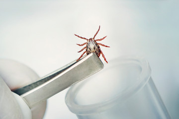 dangerous blood-sucking insect. small brown spotted mite, biological name Dermacentor marginatus on in a medical test tube. The scientist studies insects that transmit dangerous diseases and viruses © diy13
