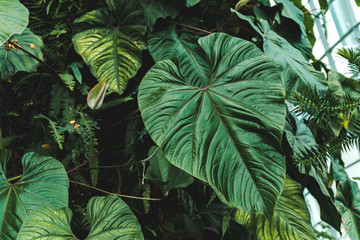 Giant Anthurium formosum leaves in cloud forest growing in tropical environment (Aroid leaves). Lush green foliage background of tropical, exotic leaves - obrazy, fototapety, plakaty