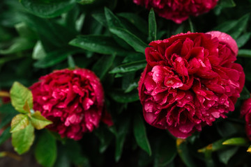 red peonies under raindrops