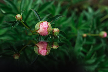 
pink peony bud under raindrops