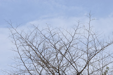 tree branches against blue sky